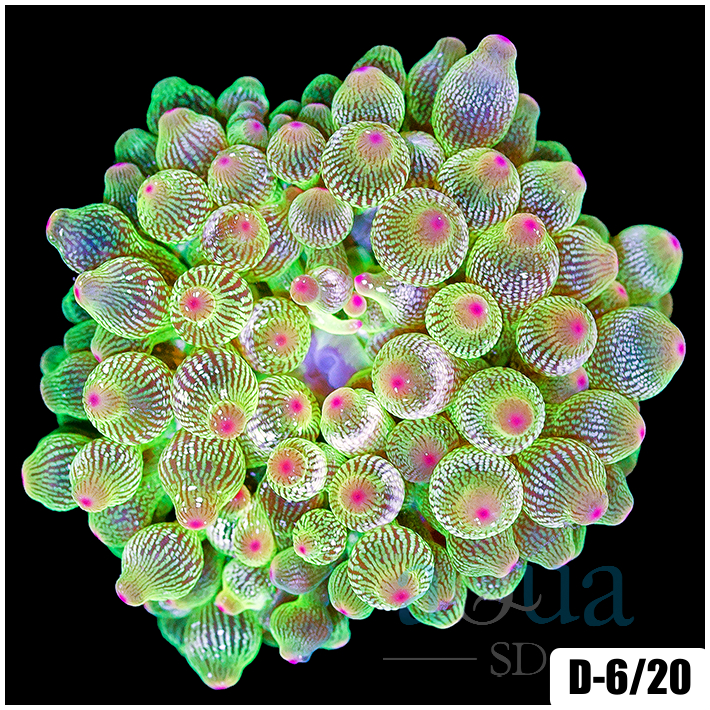 Corals - Anemones - Aqua SD